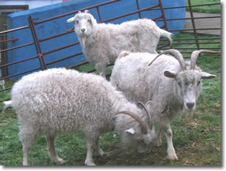 angora goats